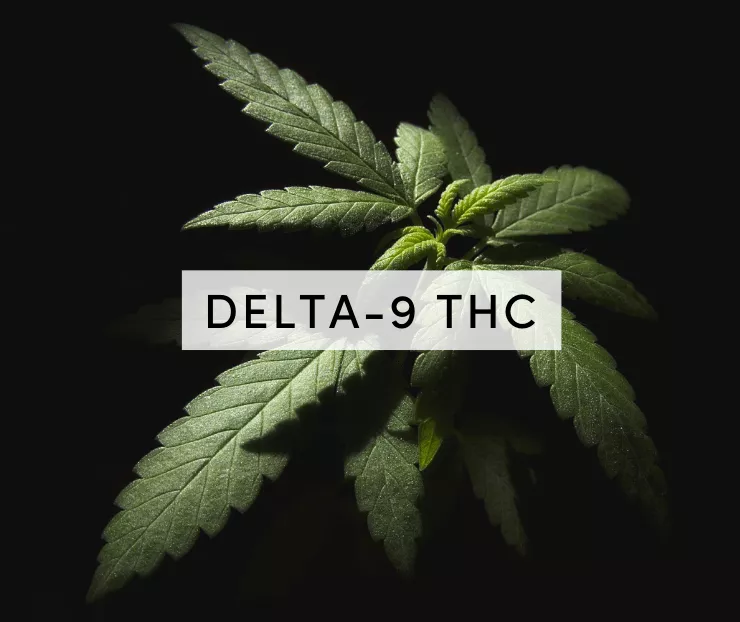 Ist Delta-9-THC in Deutschland legal.jpg