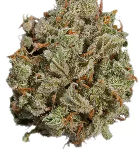 Jupiter OG Cannabis Strain DE