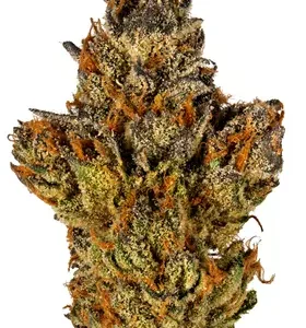 Buy Sherbert Cannabis Strain De