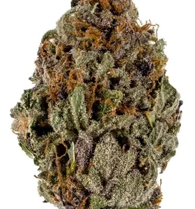 Plum Crazy Marijuana Strain DE