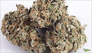 Timewreck Marijuana Strain DE
