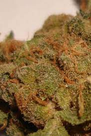 Moroccan Marijuana Strain DE