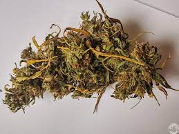 Greek Kalamata Red Marijuana Strain DE